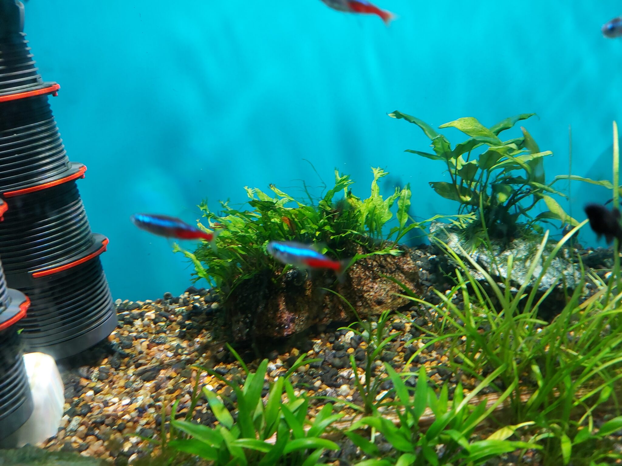 Can Tetra Fish Live Alone? A Guide to Tetra Fish Care The Fish