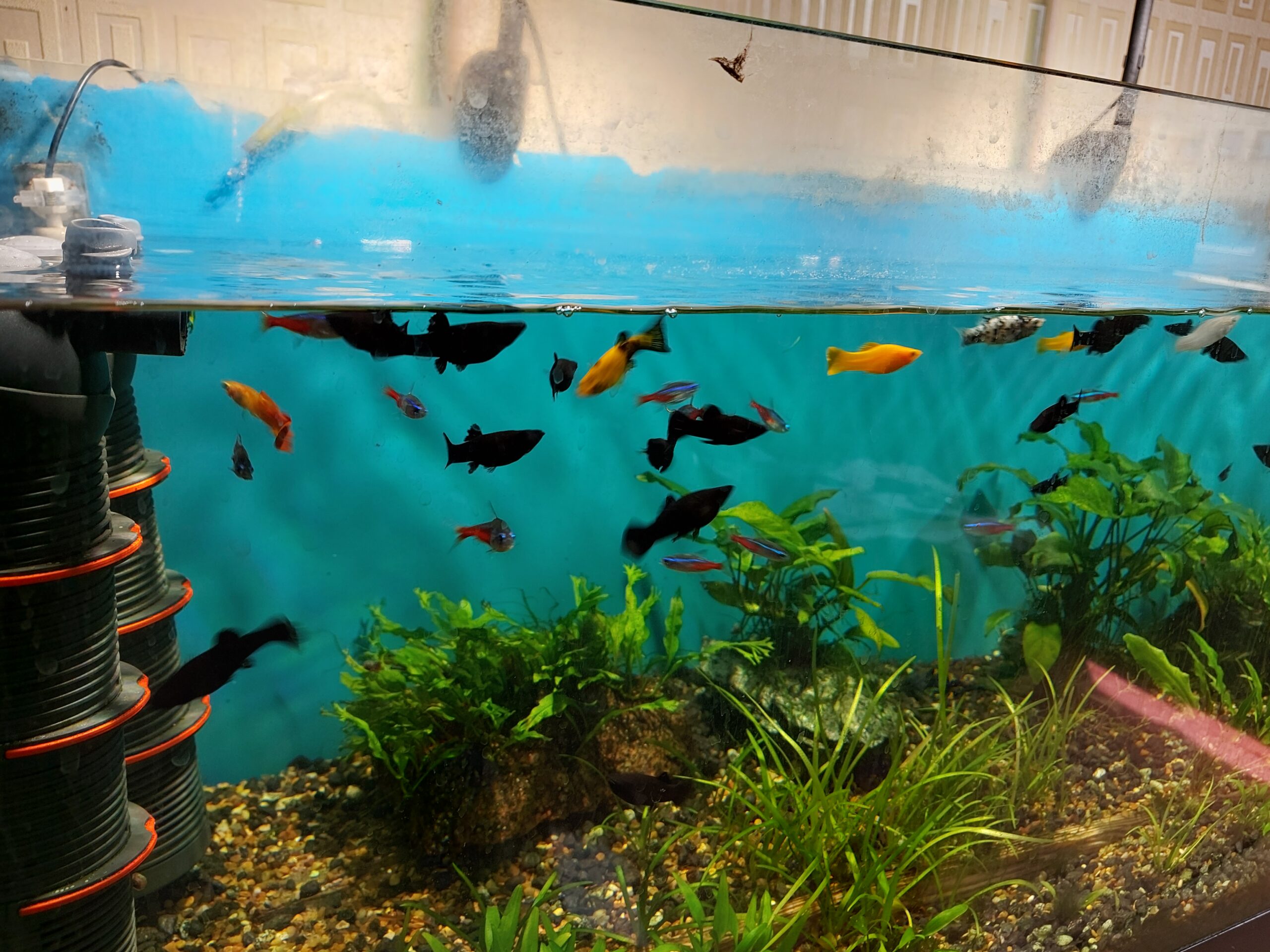 Do Platy Fish Eat Snails? A Comprehensive Guide to Platy Fish Feeding Habits