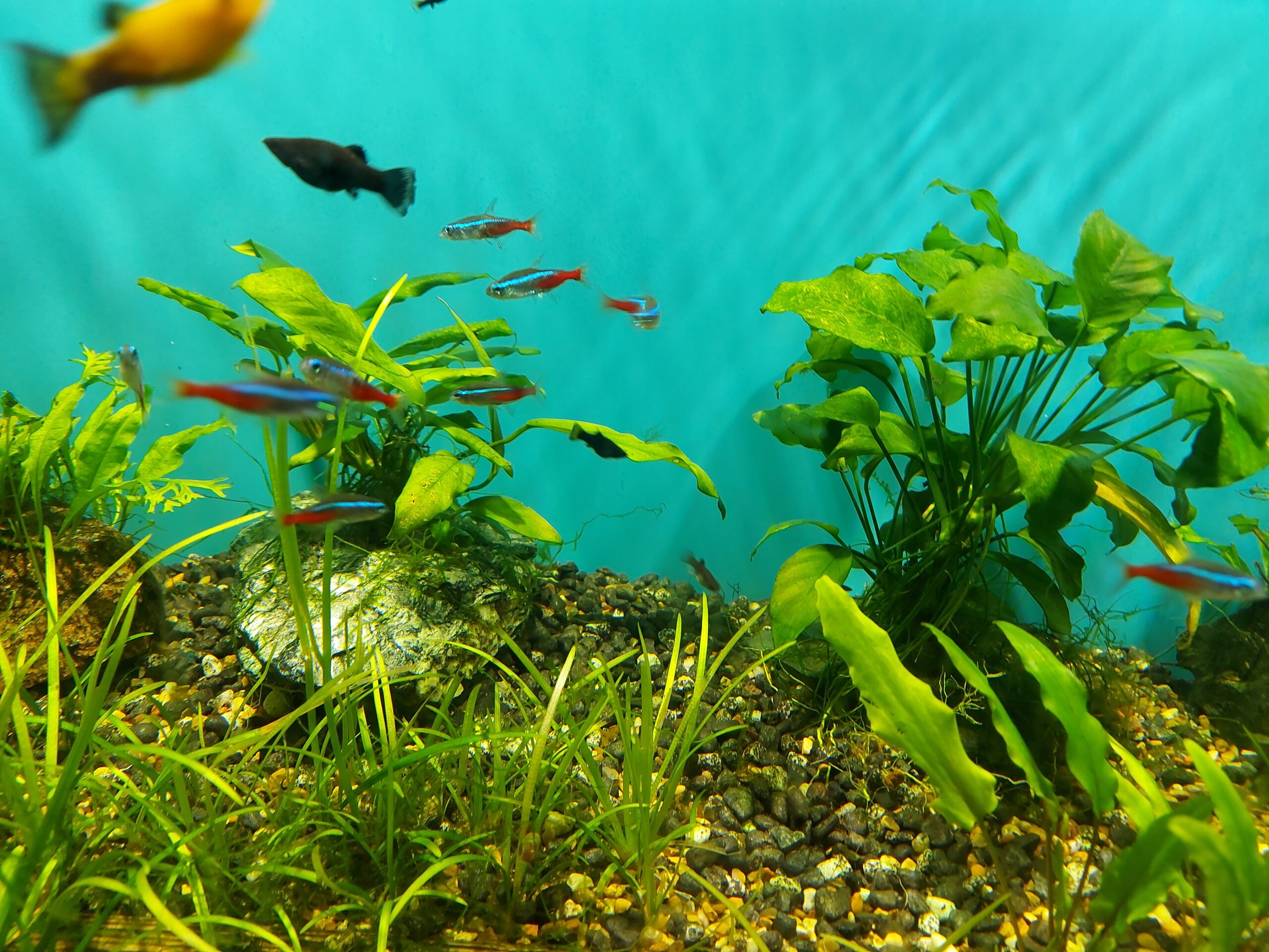 Can Rosy Barbs Safely Coexist with Guppies?