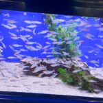 Do Fish Know Who Their Owner Is: Unraveling Aquatic Mysteries