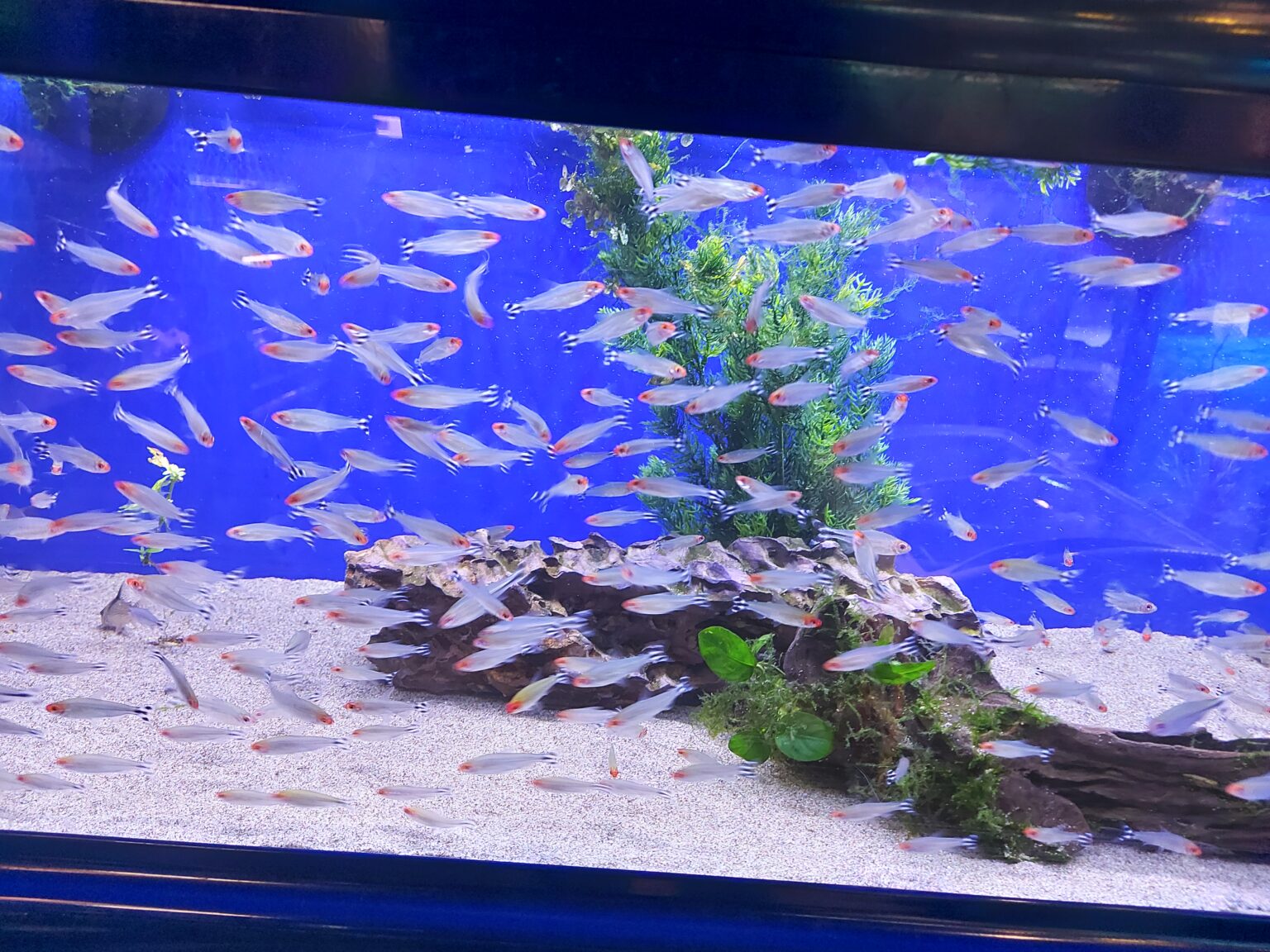 Do Guppies Float When They Die? Explained The Fish Keeping & Aquarium Guide.