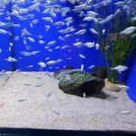How Many Nano Fish Can You Keep in a 75 Gallon Tank?