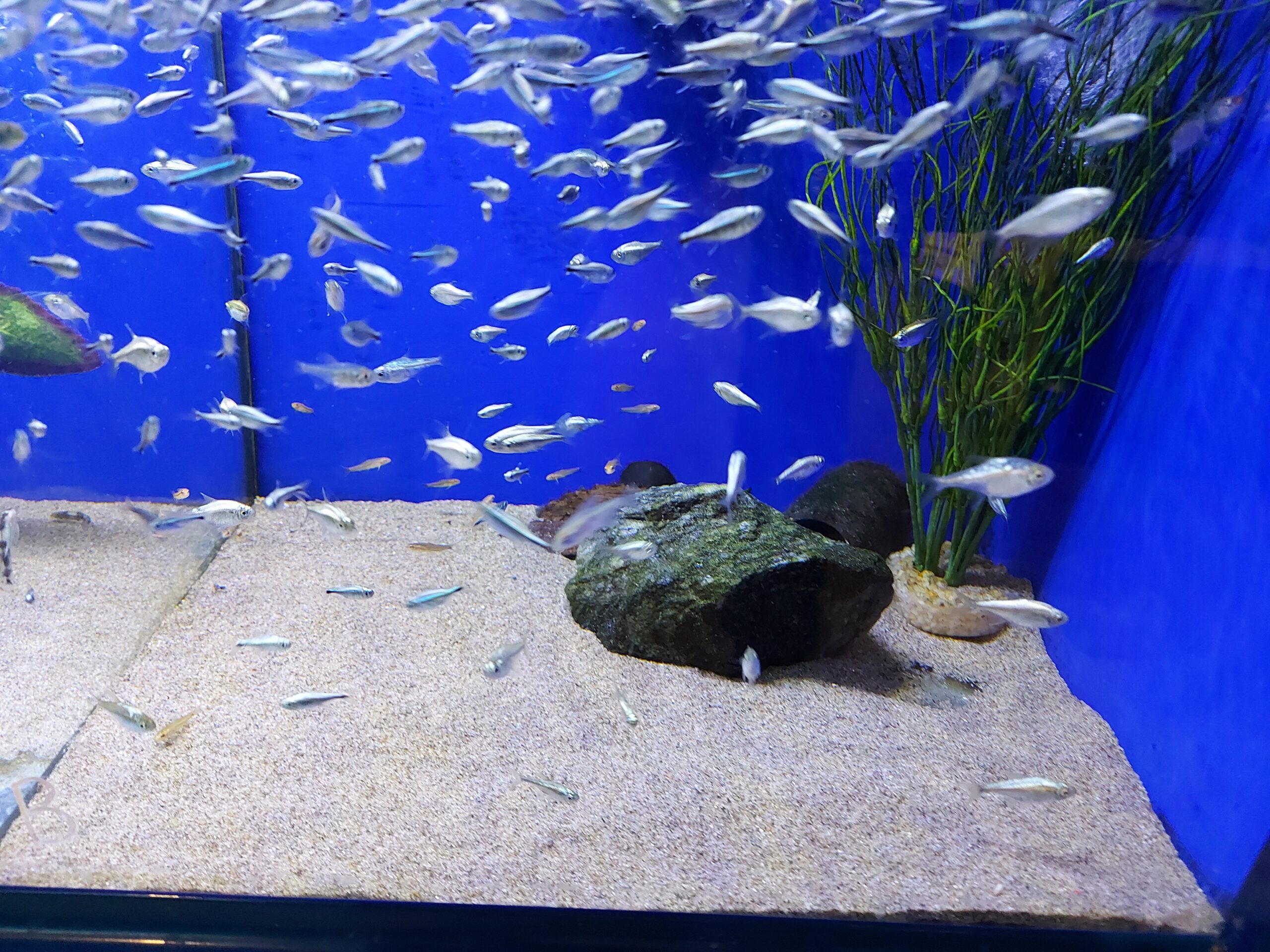 How Many Nano Fish Can You Keep in a 75 Gallon Tank?