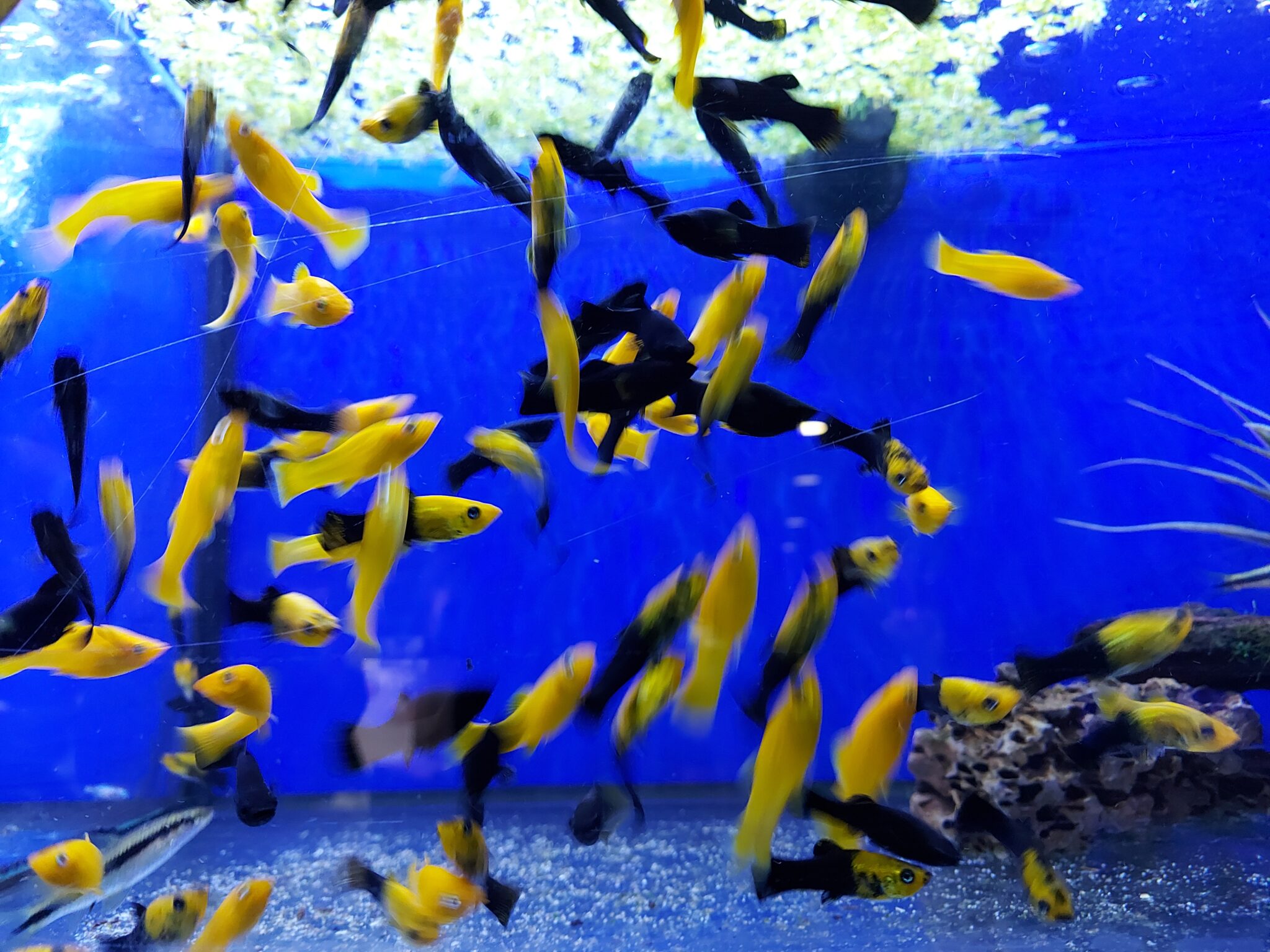 How Many Guppies for Different Tank Sizes A Guide for Beginners The