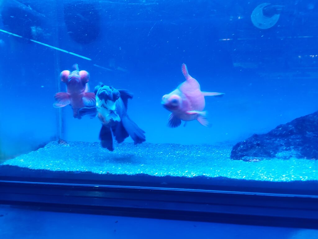 Can Goldfish Give You Heartburn? The Truth About This Common Myth The