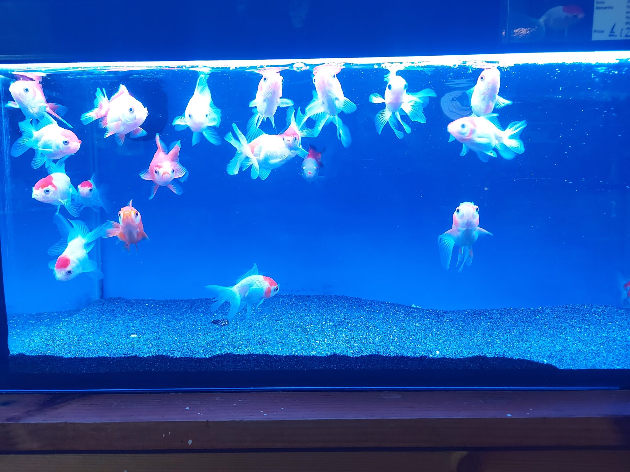 Do Goldfish Need to be in Pairs? Answered by Experts The Fish Keeping