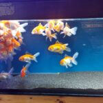 How Do Fishes See: Unraveling the Mystery of Underwater Vision