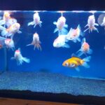What Eats Nano Fish: Understanding the Predators of Small Aquarium Fish