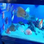 Do Fish Sleep: Unraveling the Mystery Behind Aquatic Slumber