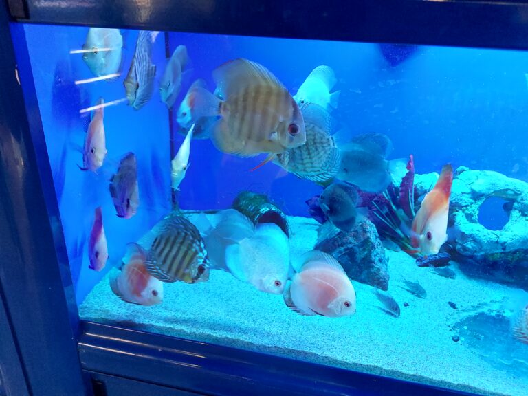 Why Discus Fish Eat Their Eggs Understanding the Behavior The Fish