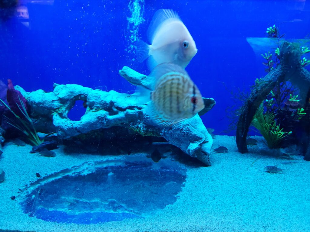 Are Discus Fish Boring? A Closer Look at Their Behavior and