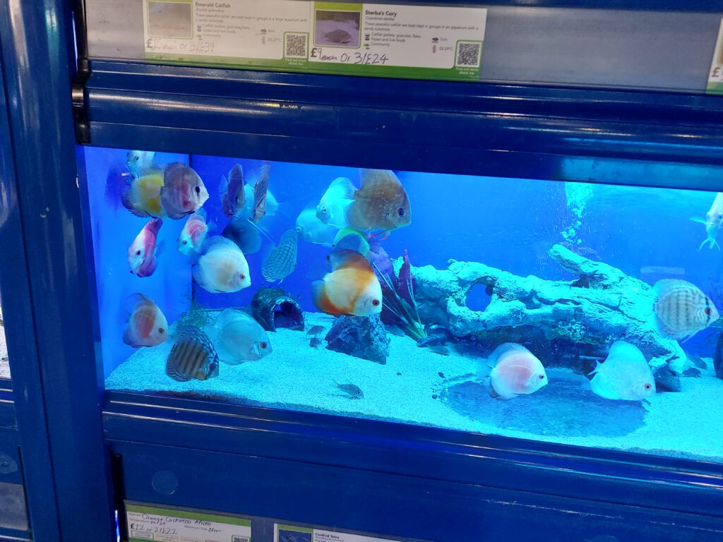 Can Discus Fish Kill Each Other? Understanding Aggressive Behavior in Discus Fish The Fish