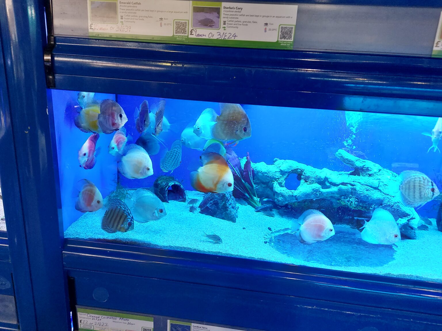 Can Discus Fish Kill Each Other? Understanding Aggressive Behavior in