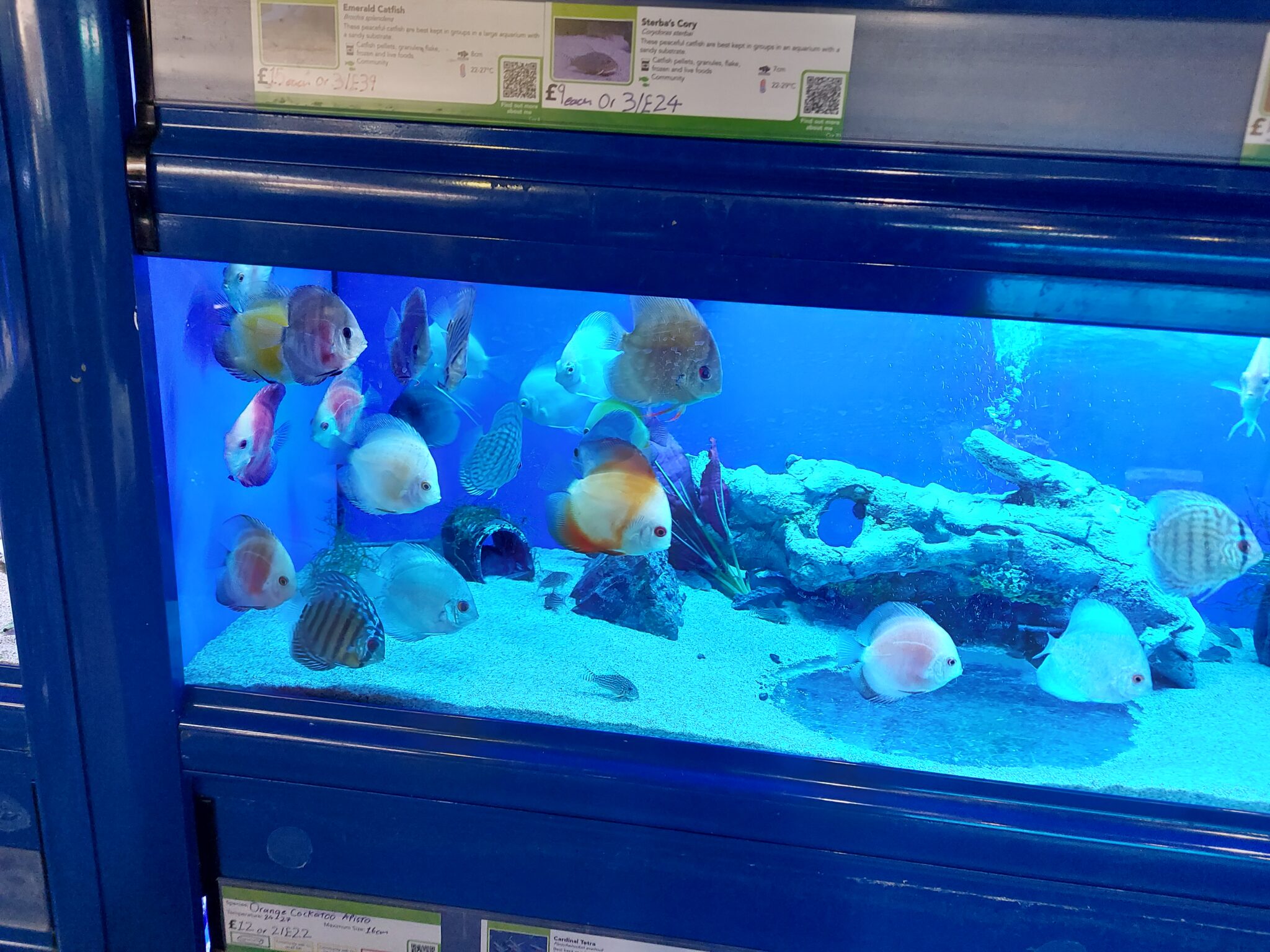 Can Discus Fish Kill Each Other? Understanding Aggressive Behavior in