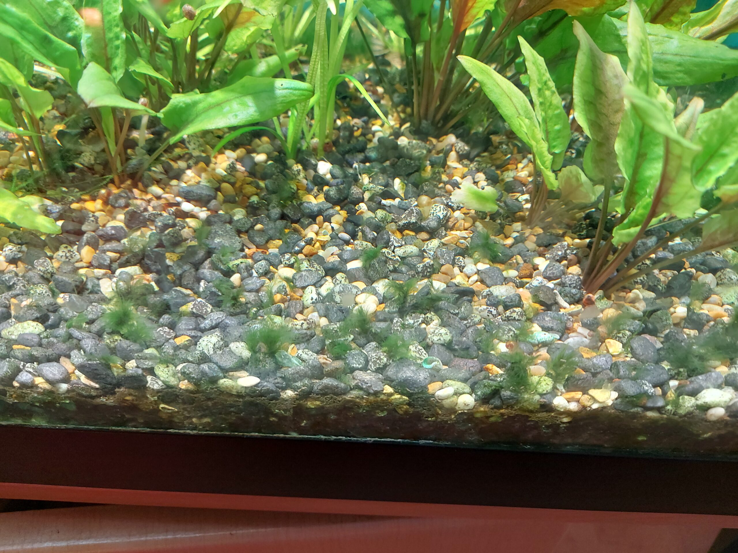 Does Fish Poop in an Aquarium Cause Algae Growth?