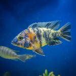 Can Silver Dollar Fish Live with African Cichlids? A Comprehensive Guide