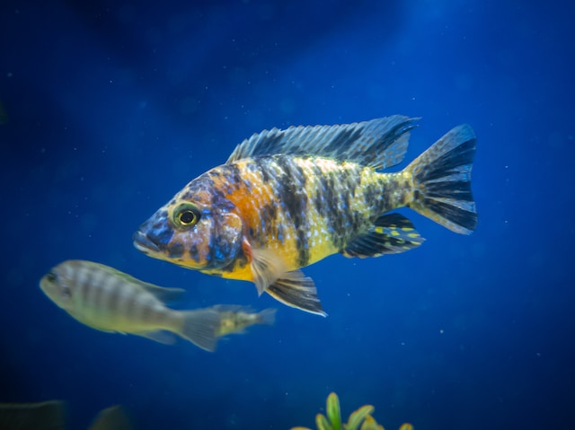 Abhishek R 6s17eachap4 Unsplash