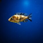 Do African Cichlids Fins Grow Back? A Guide to Fin Regeneration in African Cichlids