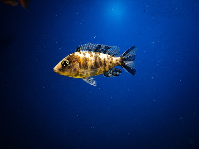 Abhishek R Wp2fncbzcm0 Unsplash
