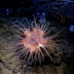 Do Sea Anemones Poop: Understanding Waste Disposal in Marine Invertebrates