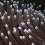 How Fast Can a Sea Anemone Travel by Itself: Unveiling Marine Mobility Mysteries