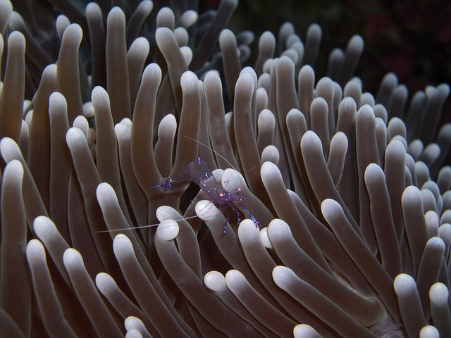 How Fast Can a Sea Anemone Travel by Itself: Unveiling Marine Mobility Mysteries