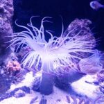 Are Sea Anemones Cold Blooded: Understanding Ectothermic Marine Life