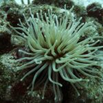 Can Sea Anemones Change Color: Exploring Chromatic Adaptations