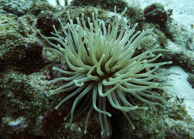 Can Sea Anemones Change Color: Exploring Chromatic Adaptations