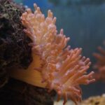 Are Sea Anemones Biotic? Understanding Living Elements in Marine Ecosystems