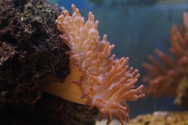 Are Sea Anemones Biotic? Understanding Living Elements in Marine Ecosystems