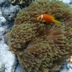 Can Sea Anemone Kill Fish: Understanding the Risks in Marine Ecosystems