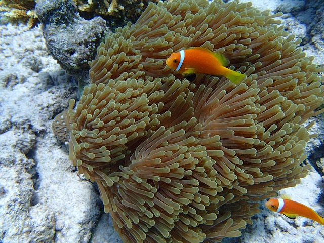 Can Sea Anemone Kill Fish: Understanding the Risks in Marine Ecosystems