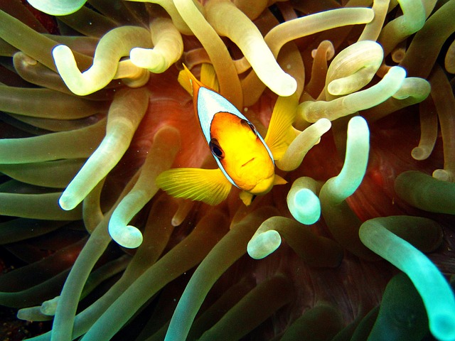 Can Clownfish Survive in Freshwater?