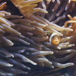 Are Sea Anemones Dangerous to Humans: Uncovering the Truth