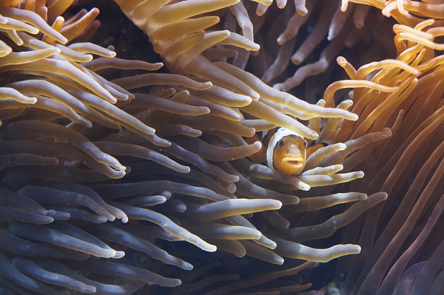 Are Sea Anemones Dangerous to Humans: Uncovering the Truth