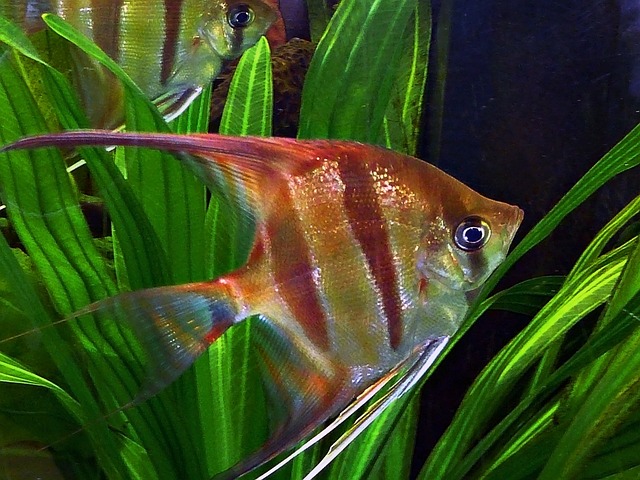 Angel Fish 57060 640 (1)