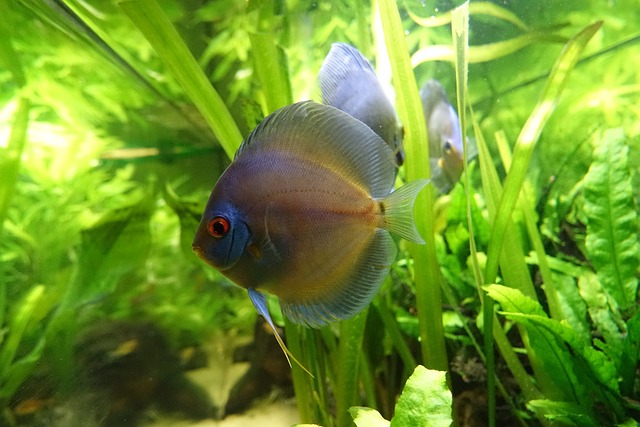 Aquarium 3599078 640
