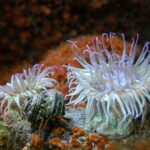 Why Are Sea Anemones Sticky: Uncovering the Secrets of Their Adhesive Powers