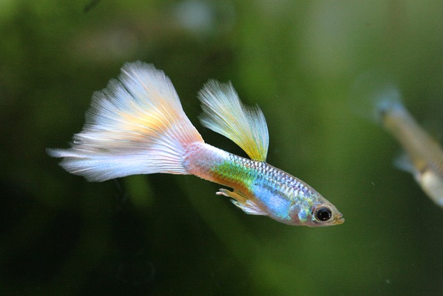 Why Are My Guppies Swimming Vertically? Common Causes and Solutions