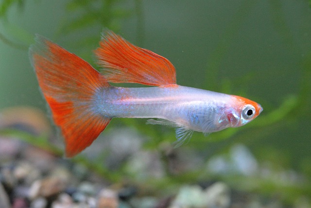 Can Guppies Have Seizures? What You Need to Know