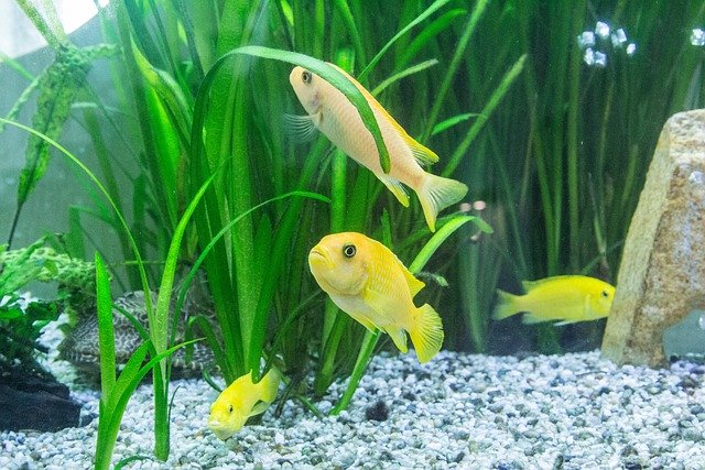 Aquarium Gef85fbad7 640