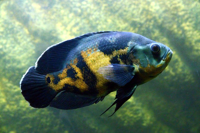Astronotus G7578631eb 640