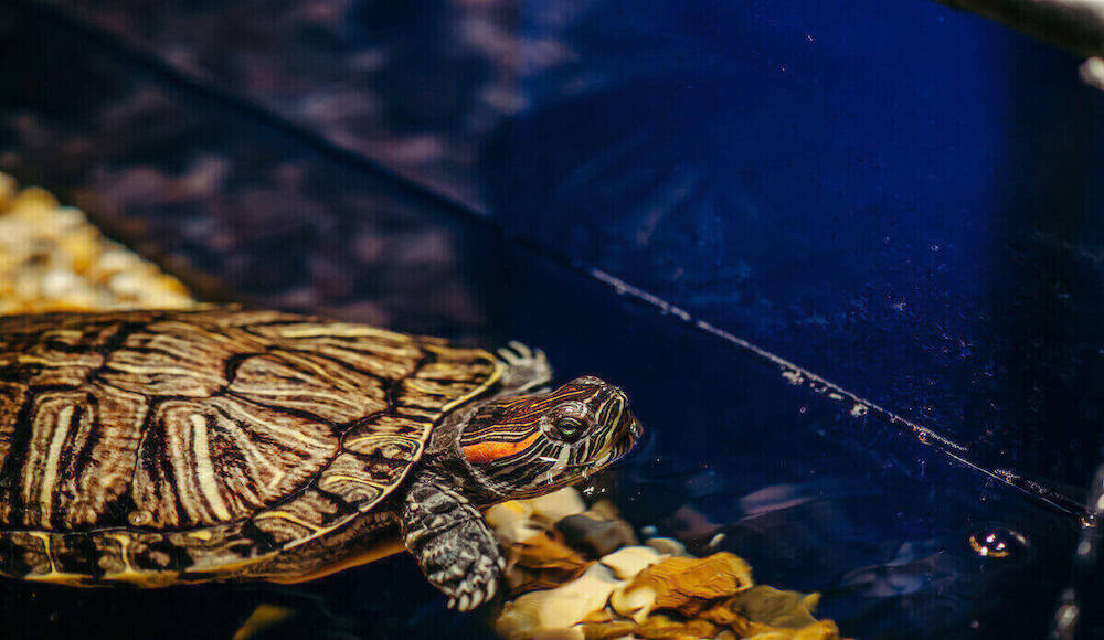 Best Filter Media for Turtle Tank