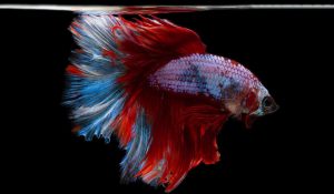 Best Fish Food for Bettas – The Fish Keeping & Aquarium Guide.
