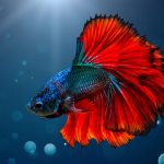 Fish Species Suitable for a 5-Gallon Aquarium