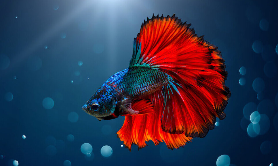 Buyer’s Guide: How to Choose the Best Heater for Your Betta Tank?