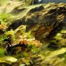 Best Phosphate Remover For Freshwater Aquarium