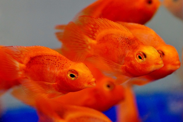Does Parrot Fish Eat Guppies? Here’s What You Need to Know.