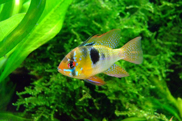 Butterfly Cichlid G28ec047a5 640